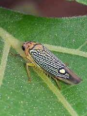 Parathona gratiosa