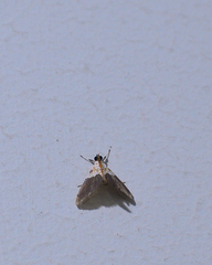 Agrotera