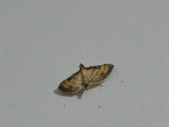 Spilomelini