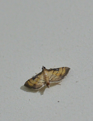 Spilomelini