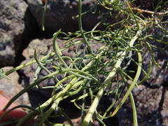 Senecio flaccidus douglasii