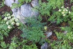 Ligusticum grayi