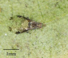 Sarucallis kahawaluokalani