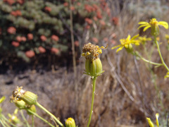 Senecio flaccidus douglasii