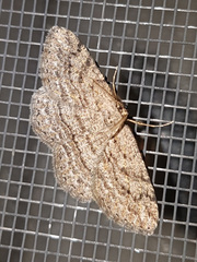 Zermizinga sinuata