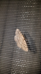 Zermizinga sinuata