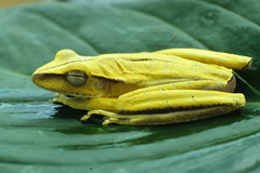 Boana multifasciata