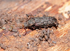 Ulodidae