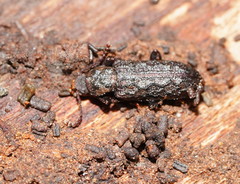 Ulodidae