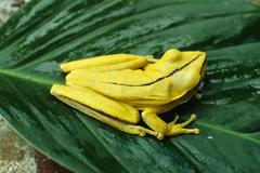Boana multifasciata