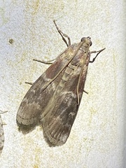 Euzophera ostricolorella