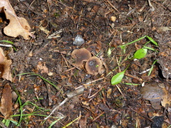 Sclerotinia