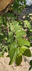 Ziziphus jujuba