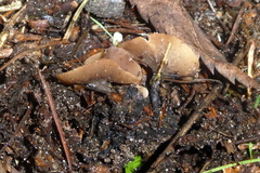 Sclerotinia