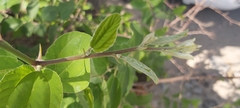 Ziziphus jujuba