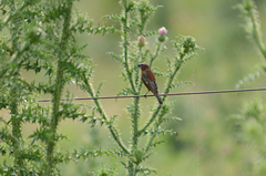 Sporophila cinnamomea