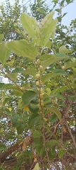 Ziziphus jujuba