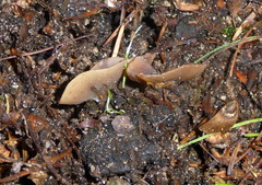 Sclerotinia
