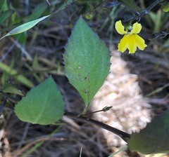 Goodenia varia