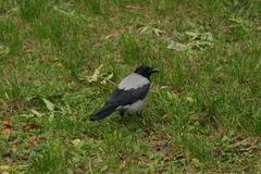Corvus cornix