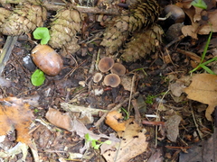 Sclerotinia