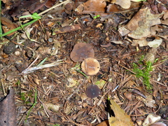 Sclerotinia