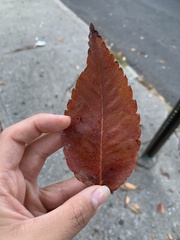 Ulmaceae
