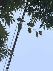Ulmaceae