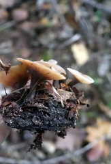 Sclerotinia