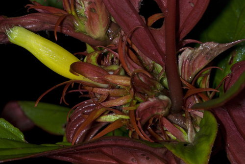 Columnea atahualpae