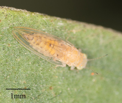 Boreioglycaspis melaleucae