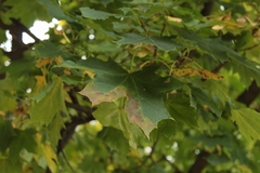 Acer platanoides