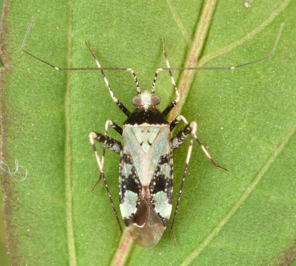 Phytocoris nigricollis
