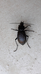 Carabus rugosus celtibericus