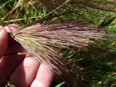 Aristida behriana