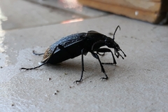 Carabus rugosus celtibericus