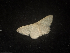 Idaea eretmopus
