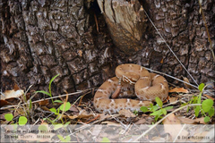Crotalus willardi willardi