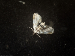 Trichophysetis