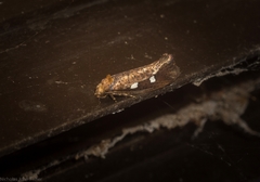Azaleodes micronipha