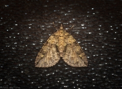 Polyclysta hypogrammata