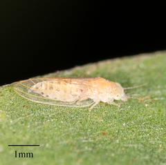 Boreioglycaspis melaleucae
