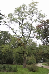 Robinia pseudoacacia