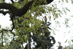 Robinia pseudoacacia