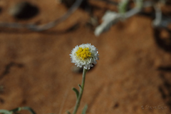 Polycalymma stuartii
