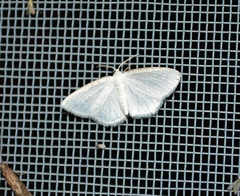 Cabera variolaria