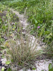 Nassella leucotricha