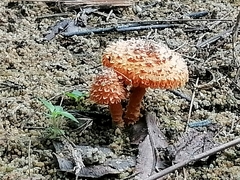 Agaricus trisulphuratus