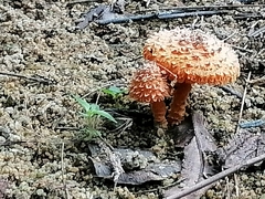 Agaricus trisulphuratus
