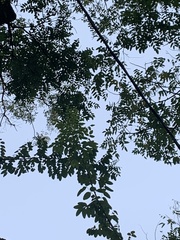 Robinia pseudoacacia
